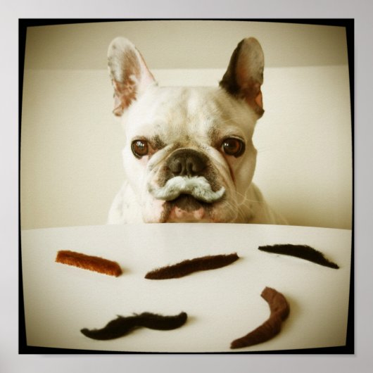 Franse hond met een snor poster (Voorkant)
