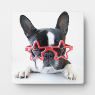 Franse hond met rode Star-bril Fotoplaat