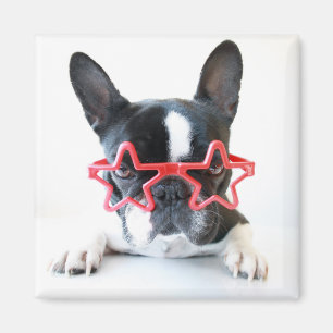 Franse hond met rode Star-bril Magneet