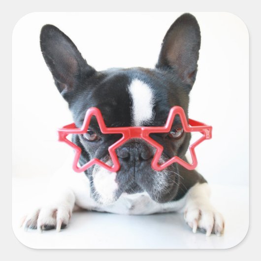 Franse hond met rode Star-bril Vierkante Sticker (Voorkant)