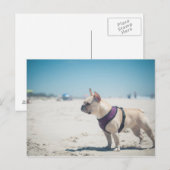Franse hond op strand briefkaart (Voorkant / Achterkant)