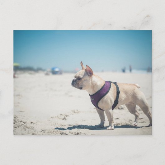 Franse hond op strand briefkaart (Voorkant)