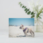Franse hond op strand briefkaart (Staand voorkant)