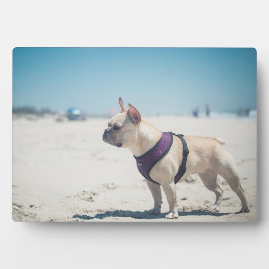 Franse hond op strand fotoplaat (voorkant)