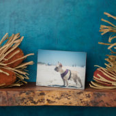 Franse hond op strand fotoplaat (Zijkant)