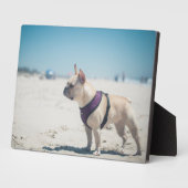 Franse hond op strand fotoplaat (Zijkant)