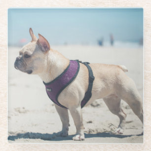 Franse hond op strand glazen onderzetter