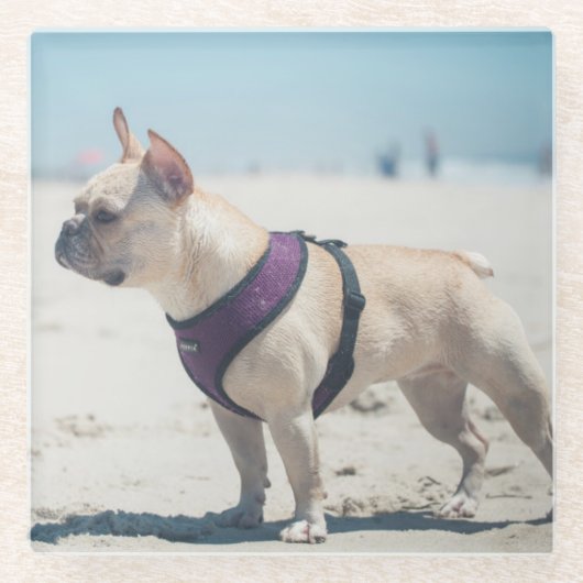 Franse hond op strand glazen onderzetter (Voorkant)