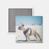 Franse hond op strand magneet (Voorkant / Achterkant)