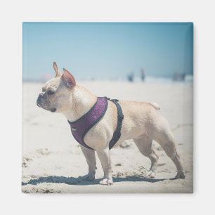 Franse hond op strand magneet