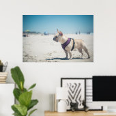 Franse hond op strand poster (Thuiskantoor)