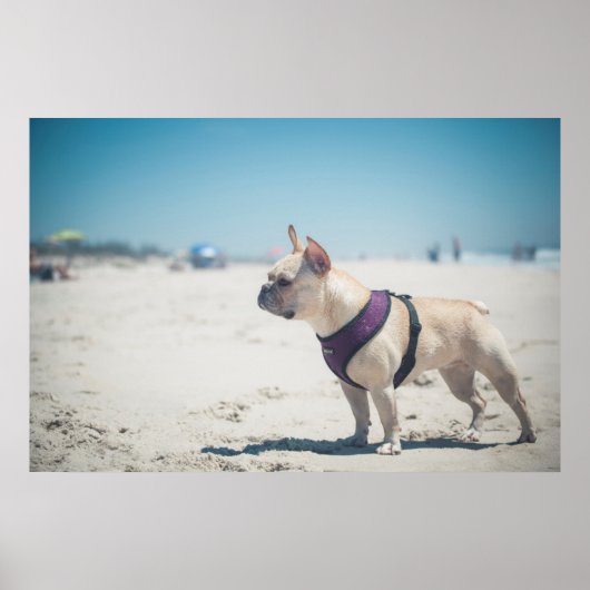 Franse hond op strand poster (Voorkant)