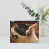franse hond.png briefkaart (Staand voorkant)