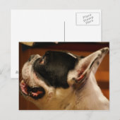 franse hond.png briefkaart (Voorkant / Achterkant)