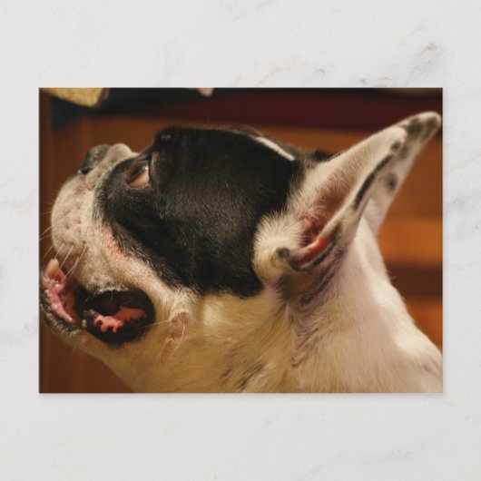 franse hond.png briefkaart (Voorkant)