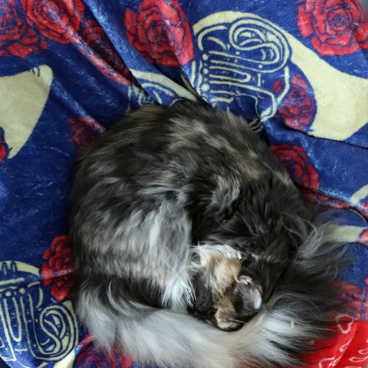 Franse hoorn fleece deken