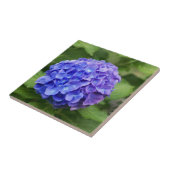 Franse hydrangea (Hydrangea macrophylla) Tegeltje (Zijkant)