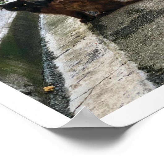 Franse kat poster (Hoek)