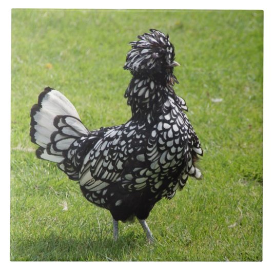 Franse kip tegeltje (Voorkant)