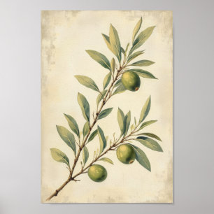 Franse landelijke olijf botanische wandkunst poster