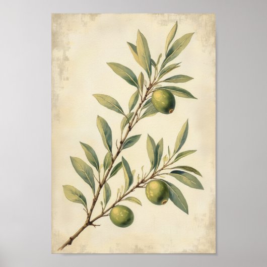 Franse landelijke olijf botanische wandkunst poster (Voorkant)