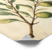 Franse landelijke olijf botanische wandkunst poster (Hoek)