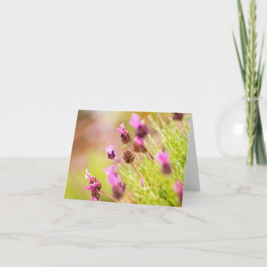 Franse Lavendel bloemen briefkaarten (Voorkant)