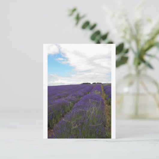 franse lavendel briefkaart (Staand voorkant)