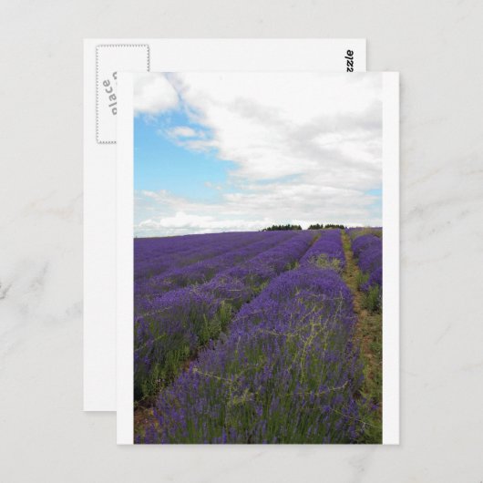 franse lavendel briefkaart (Voorkant / Achterkant)