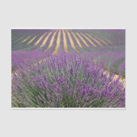 Franse lavendel tissuepapier (Voorkant)
