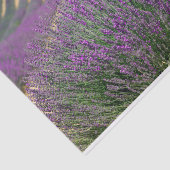 Franse lavendel tissuepapier (Detail)