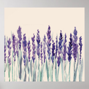 Franse Lavendel: Waterverf Illustratie Poster