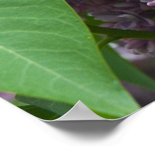 Franse Lilacs Poster (Hoek)
