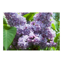 Franse Lilacs