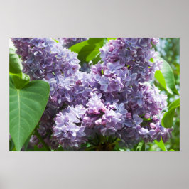 Franse Lilacs Poster