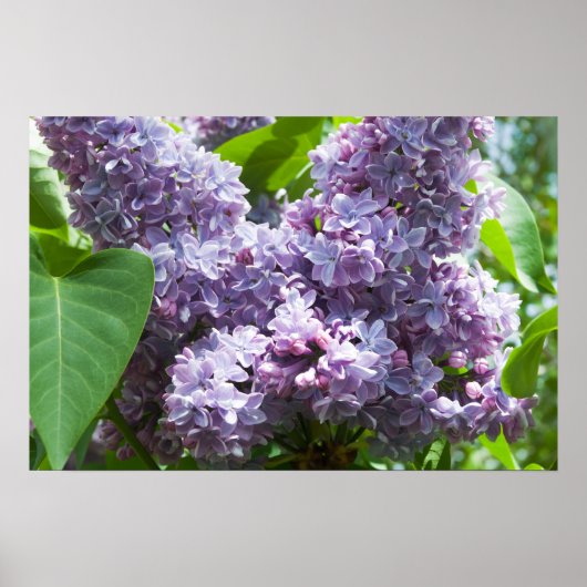 Franse Lilacs Poster (Voorkant)