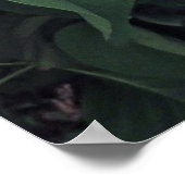 Franse Lilacs Poster (Hoek)