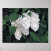 Franse Lilacs Poster (Voorkant)