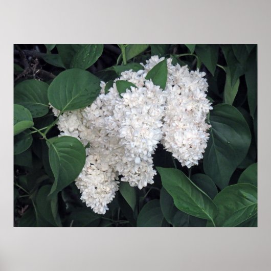 Franse Lilacs Poster (Voorkant)