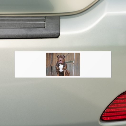 Franse Mastiff Bumpersticker (Op auto)