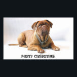 Franse Mastiff Deadpan Dog Merry Christmas Sticker<br><div class="desc">Een dogue de bordeaux (Franse mastiff) wenst uw vrienden een vrolijk kerstfeest. Gebruik om enveloppen,  giften,  gunstzakken,  enz. te verzegelen.</div>