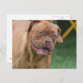 Franse Mastiff Dog Briefkaart (Voorkant / Achterkant)