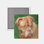 Franse Mastiff Magneet (Voorkant / Achterkant)