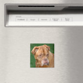 Franse Mastiff Magneet (Insitu (Vaatwasser))