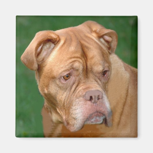 Franse Mastiff Magneet (Voorkant)