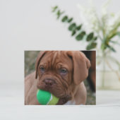 Franse Mastiff Puppy Briefkaart (Staand voorkant)