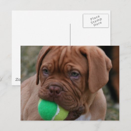 Franse Mastiff Puppy Briefkaart (Voorkant / Achterkant)