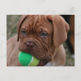 Franse Mastiff Puppy Briefkaart