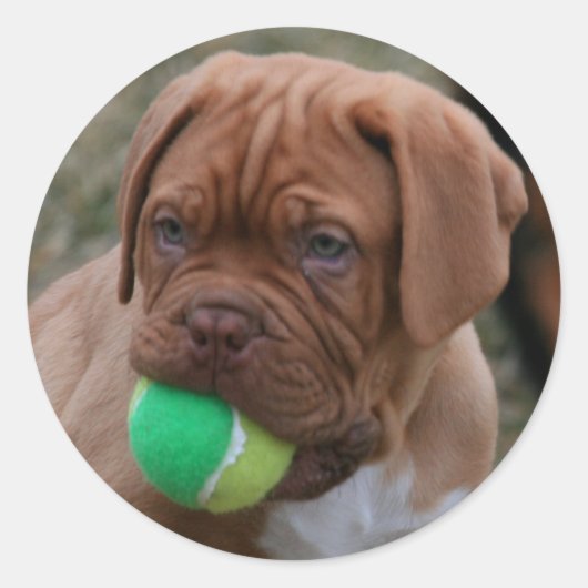 Franse Mastiff Puppy Ronde Sticker (Voorkant)