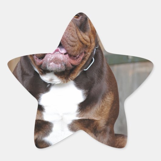 Franse Mastiff Ster Sticker (Voorkant)